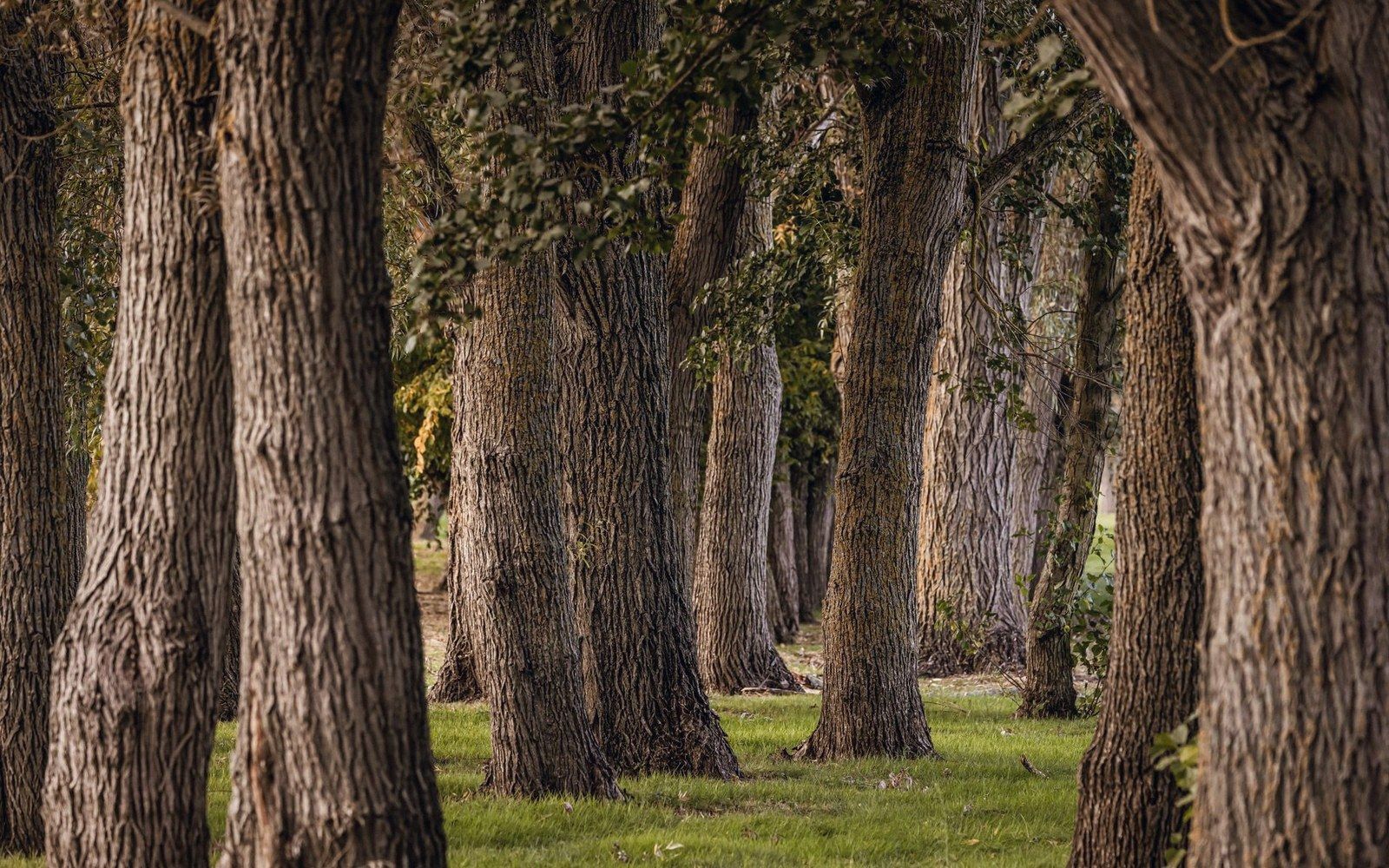 An old chestnut grove with heavy trunks