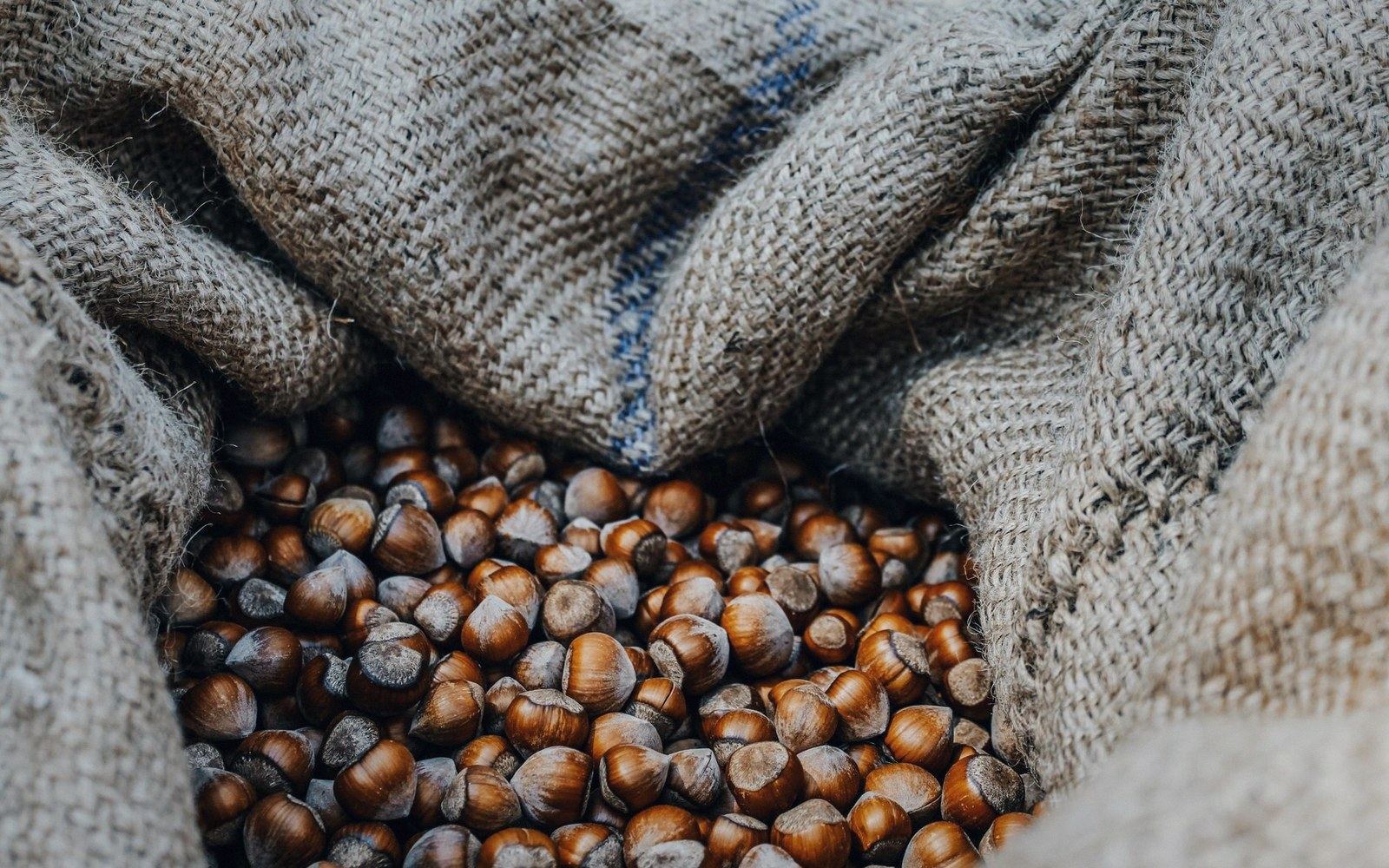 Whole hazelnuts still in their shells piled inside an open burlap sack