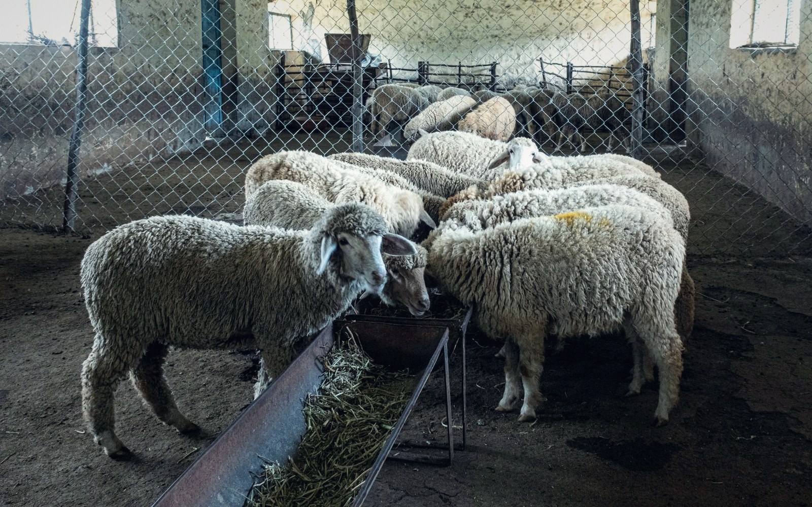 Sheep gather around a metal feeding trough filled with hay inside a fenced pen